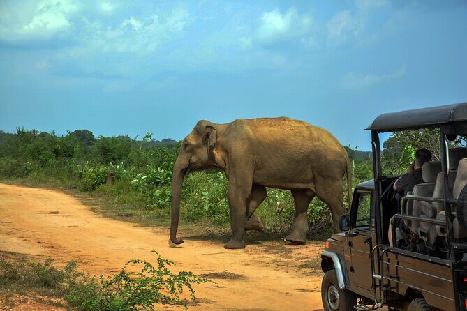 Udawalawe National Park Safari from Unawatuna - Key Points