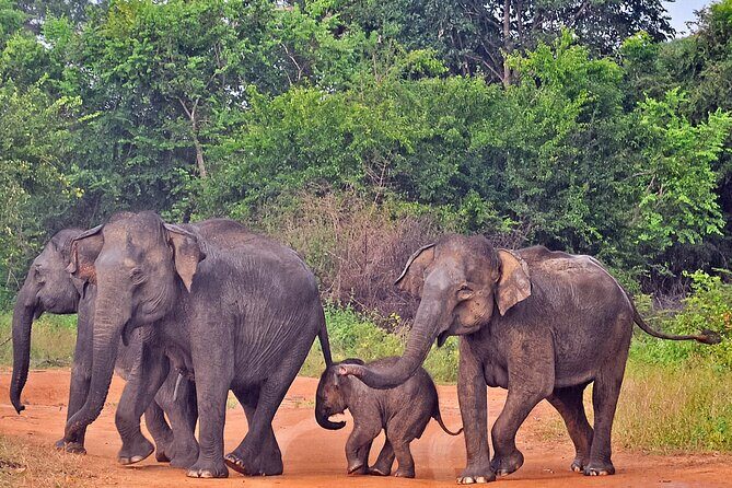Udawalawe National Park Safari from Unawatuna - The Reviews Speak for Themselves