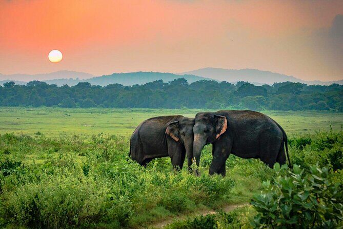 Udawalawe National Park Safari from Weligama - Final Thoughts: Is It Worth It?
