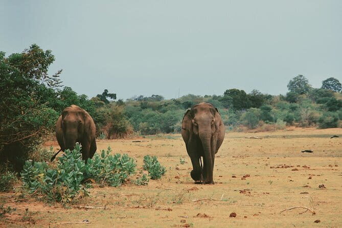 Udawalawe National Park Safari Tour - Who Should Skip This Tour?