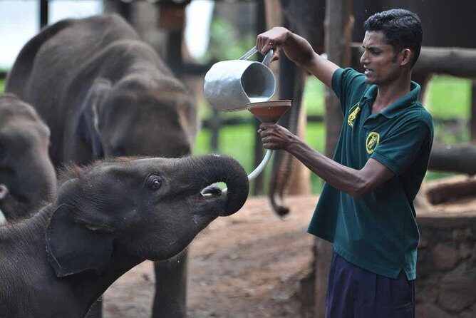 Udawalawe National Park Safari with Elephant Transit Home Visit - An Honest Look at the Tour Experience