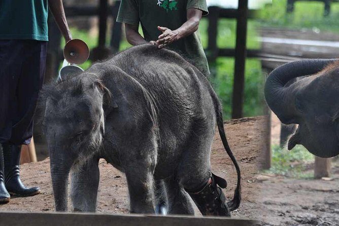 Udawalawe National Park Safari with Elephant Transit Home Visit - The Itinerary in Detail