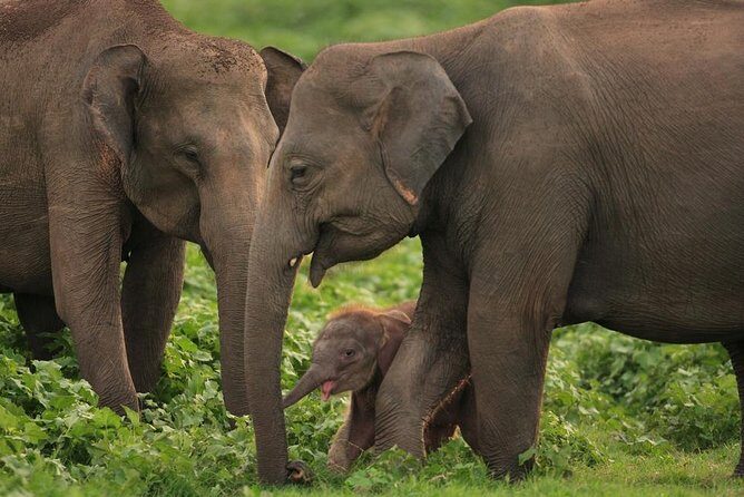 Udawalawe National Park Safari with Elephant Transit Home Visit - FAQ