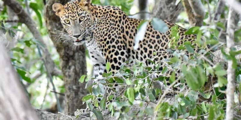 Udawalawe National Park: Safari with Experienced Driver - A Closer Look at the Safari Experience