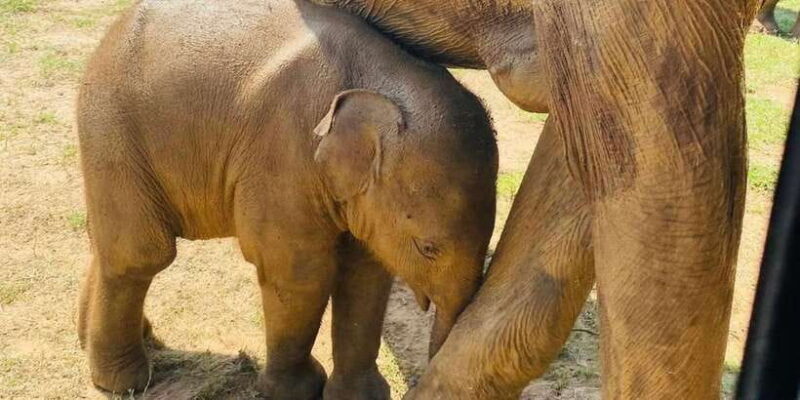 Udawalawe National Park: Safari with Experienced Driver - How This Tour Compares to Others