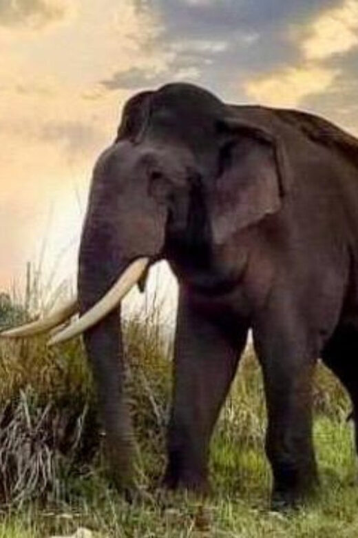 Udawalawe National Park: Safari with Experienced Driver - Who This Tour Is Best For