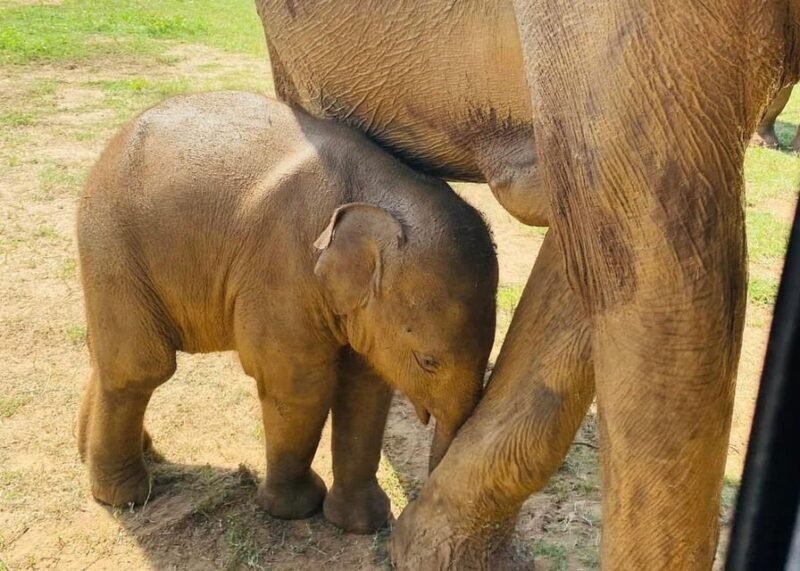 Udawalawe National Park: Safari with Experienced Driver - FAQ