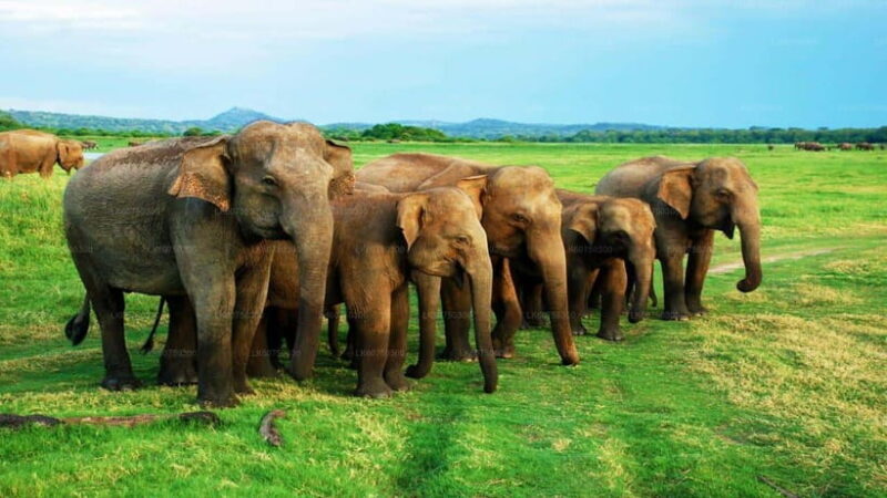 "Udawalawe National Park Safari with Pickup & Drop-off" - Key Points
