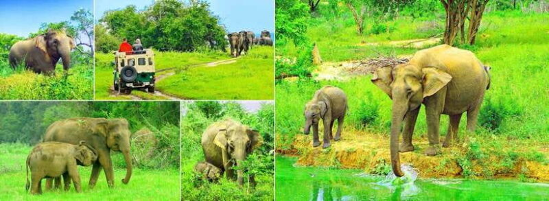"Udawalawe National Park Safari with Pickup & Drop-off" - Transportation and Price Analysis