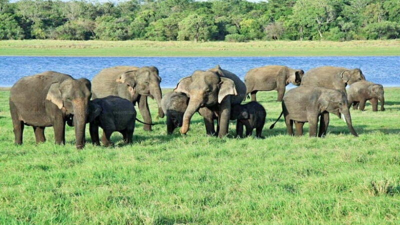"Udawalawe National Park Safari with Pickup & Drop-off" - Who Will Love This Tour?