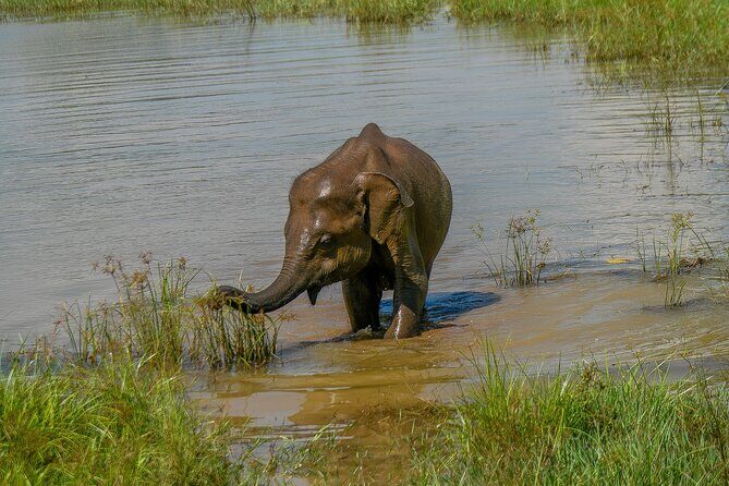 Udawalawe National Park Wildlife Safari Tours - Introduction: What Makes This Safari Stand Out