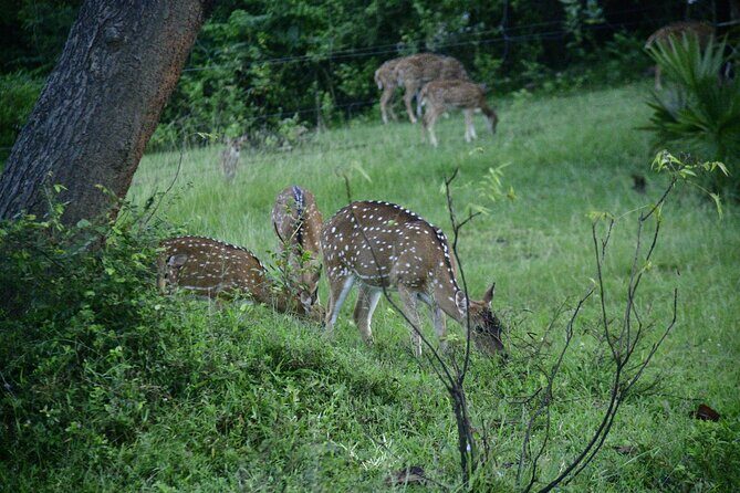 Udawalawe National Park Wildlife Safari Tours - Practical Details: What You Need to Know