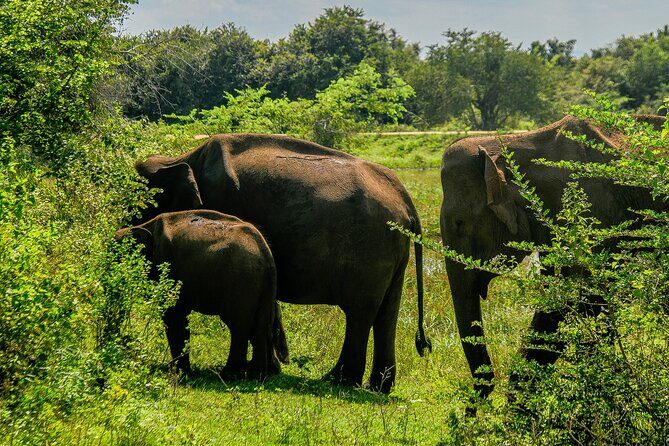 Udawalawe National Park Wildlife Safari Tours - Authentic Encounters and Honest Feedback