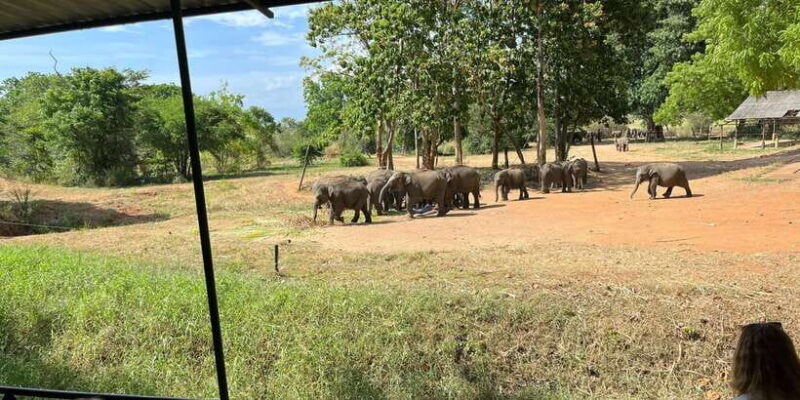Udawalawe National park with Safari jeep & Entrance ticket - Key Points