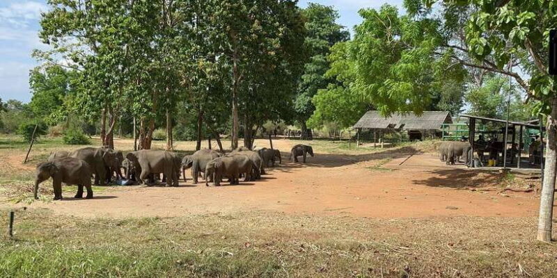 Udawalawe National park with Safari jeep & Entrance ticket - An In-Depth Look at the Udawalawe Safari Experience
