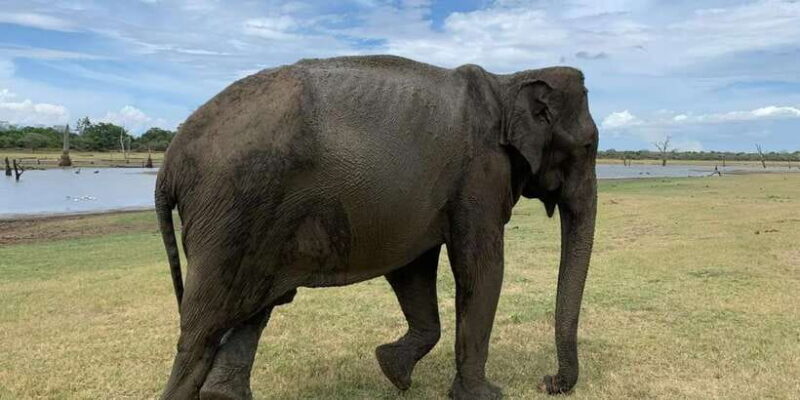 Udawalawe National park with Safari jeep & Entrance ticket - FAQs