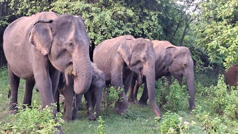 Udawalawe: Private Safari with Picnic and Hotel Pickup - The Beauty of the Diverse Landscapes