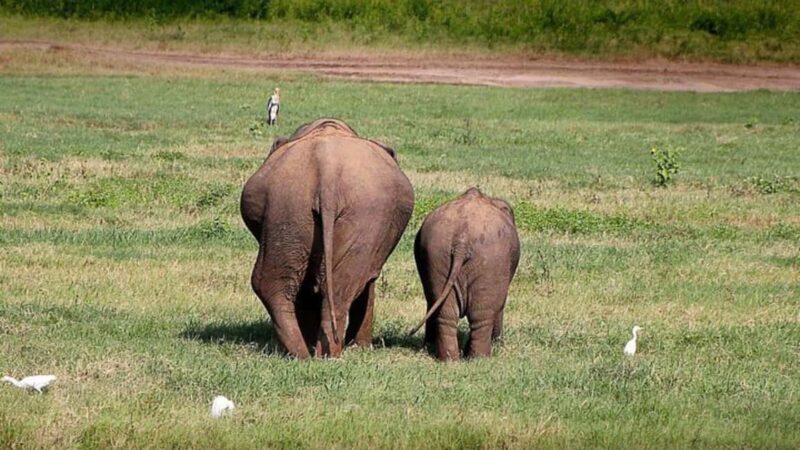 Udawalawe: Private Safari with Picnic and Hotel Pickup - Mid-Trip Picnic: A Relaxing Touch in Nature