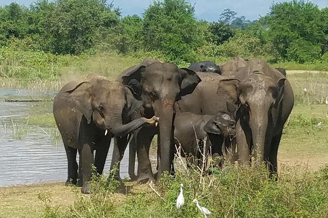 Udawalawe Safari Day Tour from Bentota and its' surrounding areas - Who Will Love This Tour?