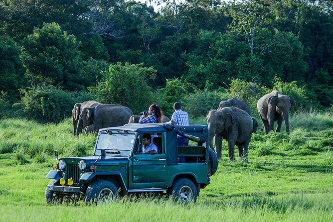 Udawalawe Safari Day Trip from South Region & Transfer to Ella - What to Expect from the Tour