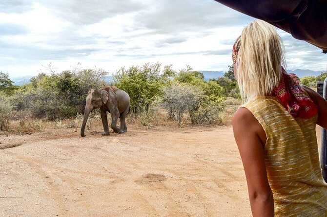 Udawalawe Safari Day Trip from South Region & Transfer to Ella - Why This Tour Excels