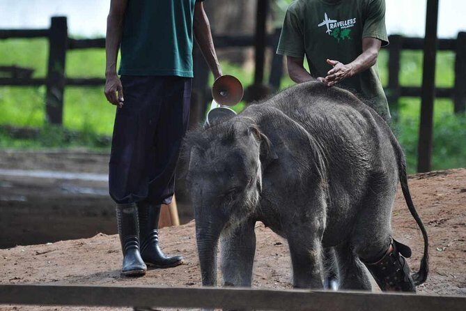 Udawalawe Safari & Elephant Transit Home Visit with Lunch from Hambantota Harbor - Key Points