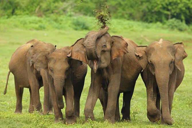 Udawalawe Safari & Elephant Transit Home Visit with Lunch from Hambantota Harbor - What’s Included and What’s Not