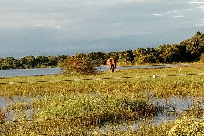Udawalawe Safari - Private & Customize Tour - Practical Tips for Travelers