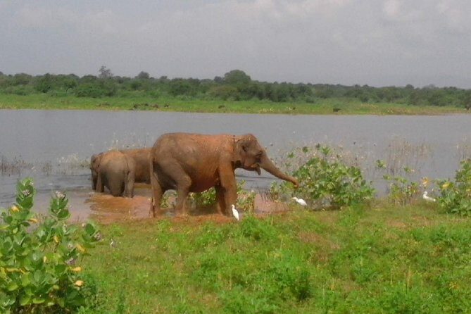 Udawalawe Safari - Private & Customize Tour - Authentic Experiences and Testimonials