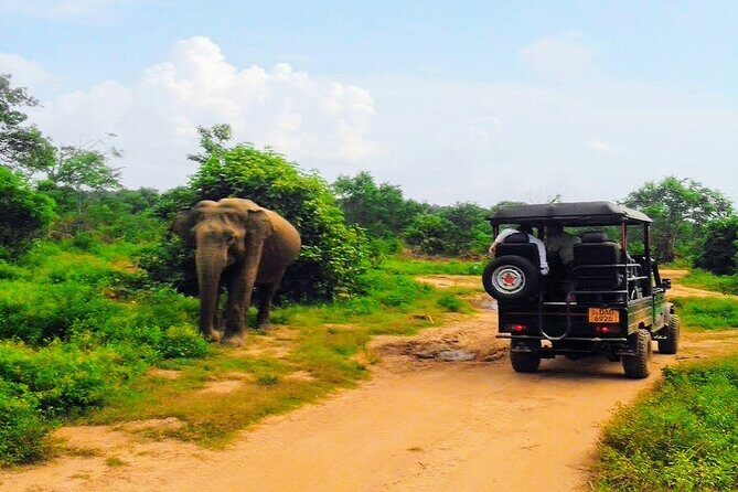 Udawalawe Safari - Private & Customize Tour - Who Is This Tour Best For?