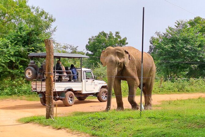 Udawalawe Safari - Private & Customize Tour - Summary