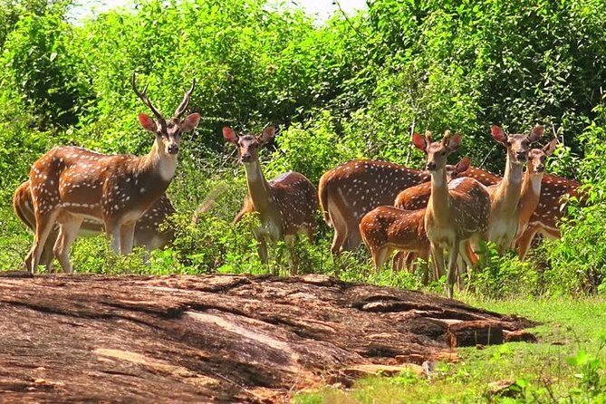 Udawalawe Safari Private Day Tour Kaluthara/Beruwala/Bentota/Kosgoda/Ahungalla - A Deep Dive Into the Experience