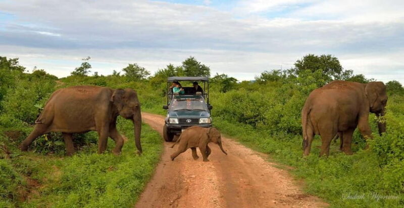 Udawalawe Safari Private Day Trip with Lunch - All Inclusive - Key Points