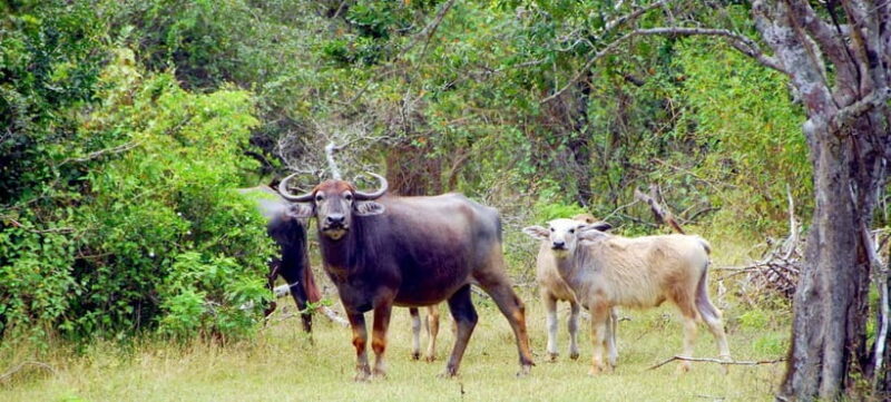 Udawalawe Safari Private Day Trip with Lunch - All Inclusive - Final Thoughts: Who Is This Tour Best For?