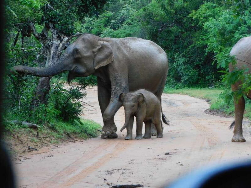 Udawalawe Safari Tour from Hambantota Port (Shore Excursion) - Key Points