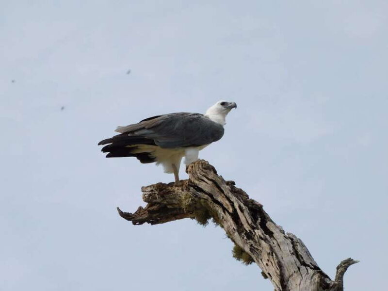 Udawalawe Safari Tour from Hambantota Port (Shore Excursion) - An In-Depth Look at the Tour