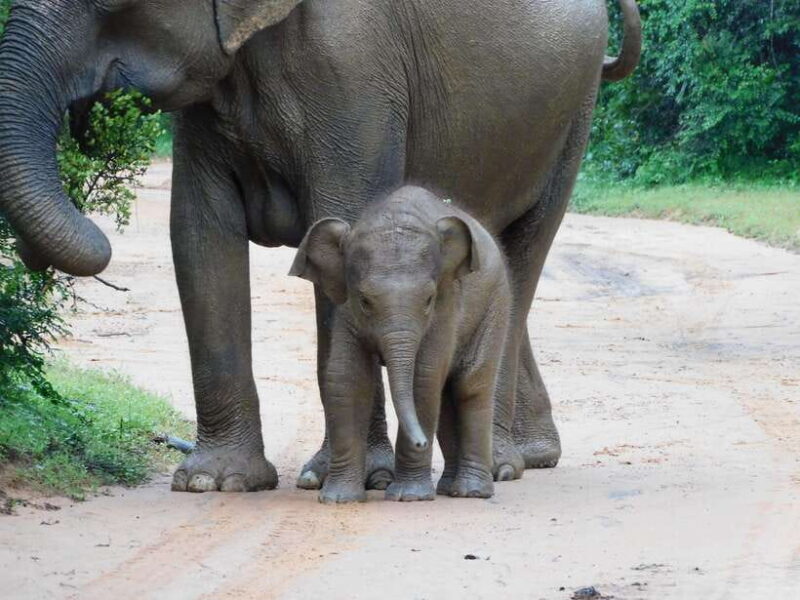Udawalawe Safari Tour from Hambantota Port (Shore Excursion) - FAQ
