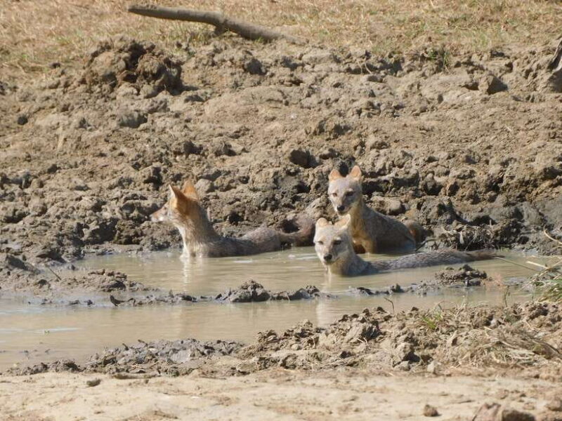 Udawalawe Safari Tour from Tissamaharama/Yala/Hambantota - The Sum Up