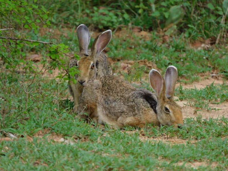 Udawalawe Safari Tour from Tissamaharama/Yala/Hambantota - FAQ