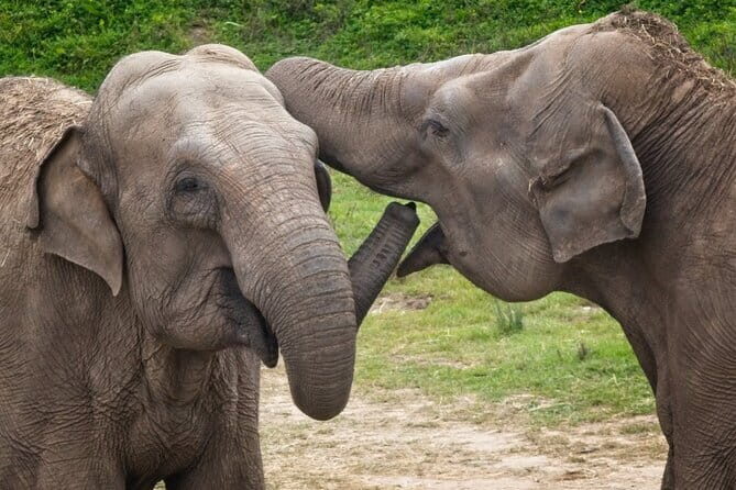 Udawalawe Safari Tour With Baby Elephants From Hambantota Port - FAQ