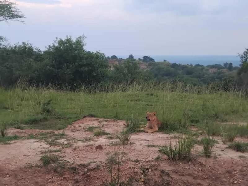 Uganda: 1-Day Murchison Falls Park Safari with Boat Cruise - What to Expect: The Itinerary Breakdown