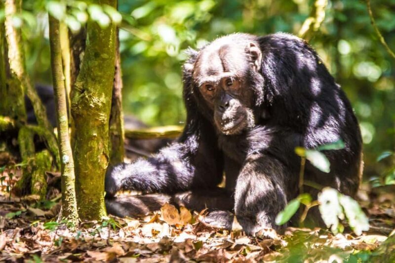 Uganda : 1-Day Ngamba Sanctuary for Chimpanzee Tour - Who Is This Tour Best For?