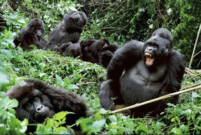 Uganda: 10-Day Safari from Entebbe to Murchison Falls - Key Points