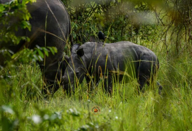 Uganda 10-Day wild and primate safari. - Key Points