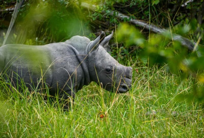 Uganda 10-Day wild and primate safari. - An In-Depth Look at the Itinerary