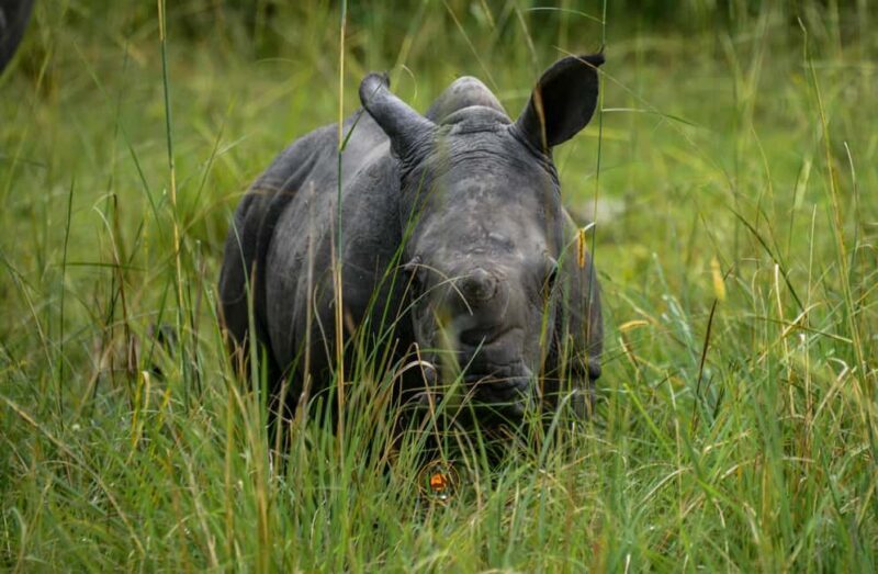 Uganda 10-Day wild and primate safari. - The Value Proposition