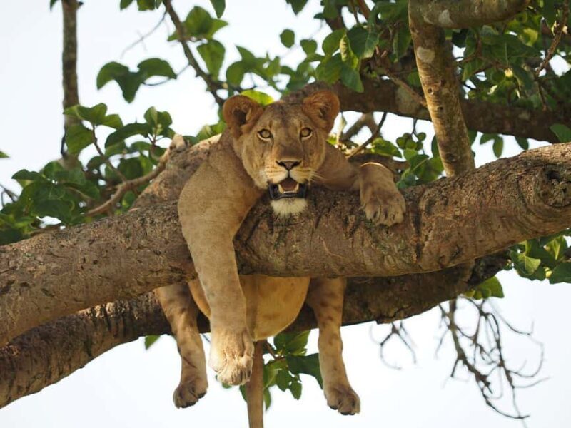 Uganda: 14-Day Wildlife & Gorillas Adventure-Midrange Trip - Key Points