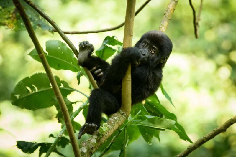 Uganda: 17-Day Honeymoon Safari with Gorilla Trekking - Key Points
