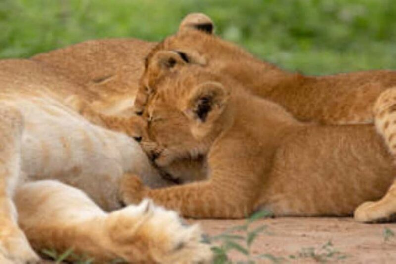 Uganda: 18-Day Wildlife & Gorilla Trekking Safari - An In-Depth Look at the Tour