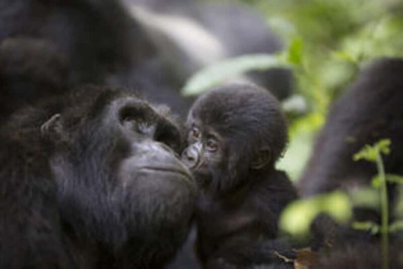 Uganda: 18-Day Wildlife & Gorilla Trekking Safari - Is This Tour Worth It?